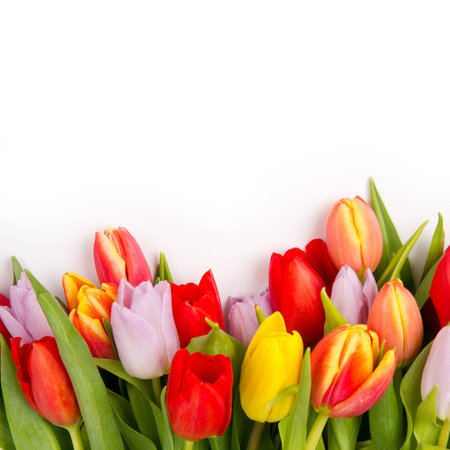 Colorful tulip blooms isolated on whiteの写真素材