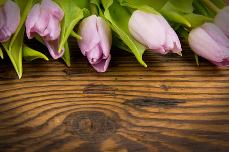 Colorful tulip blooms on wooden backgroundの写真素材