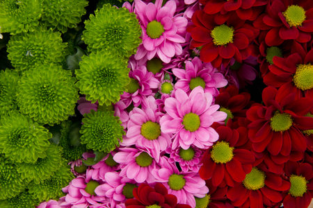 Abstract background made of colorful aster blooms