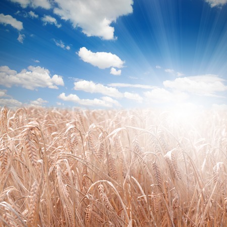 Photo of wheat field with clear sky and sunの写真素材