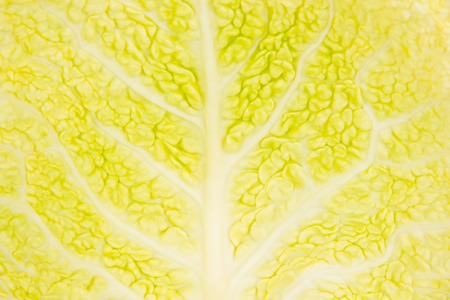 Photo of sprout leaf abstract backgroundの写真素材