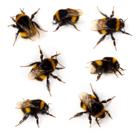 Photo of bumblebee collection isolated on whiteの写真素材