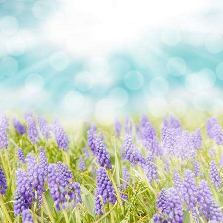 Photo of blue hyacinth field with abstract backgroundの写真素材