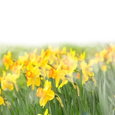 Photo of daffodil blooms with white spaceの写真素材