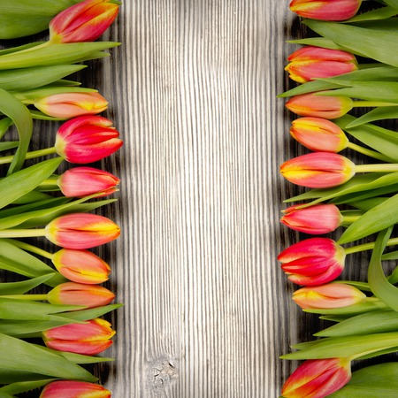 Colorful tulip blooms on wooden backgroundの写真素材