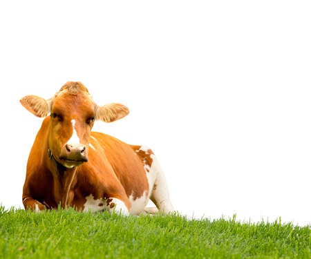 Photo of cow on a grass field isolatedの写真素材