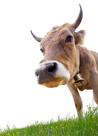 Photo of cow on a grass field isolatedの写真素材