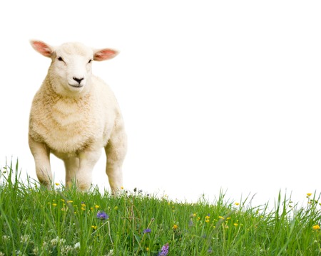 Sheep with grass isolated on whiteの写真素材