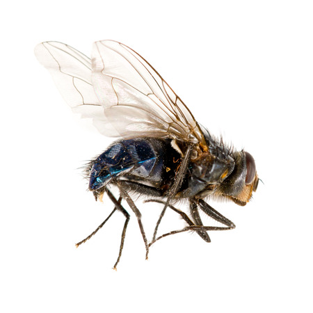 Macro photo of fly isolated on white