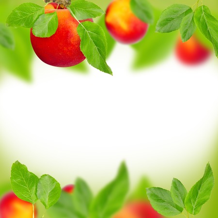 Abstract background made of peaches and leavesの写真素材