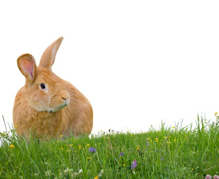 rabbit on grass isolated on white