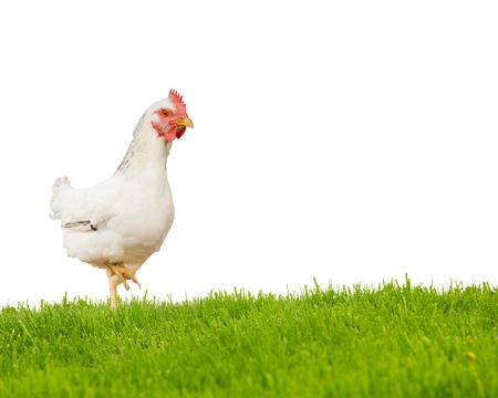 Photo of hen on grass field isolated on whiteの写真素材