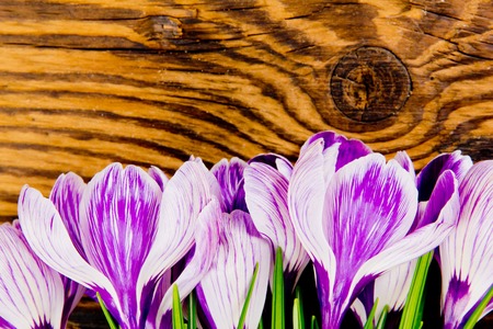 Abstract background made of Crocus blooms with white space for textの写真素材
