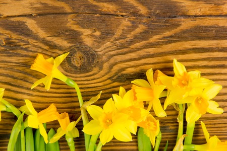 Abstract background made of daffodil blooms on wooden boardの写真素材