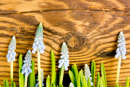 Abstract background made of Blue hyacinths on wooden backgroundの写真素材