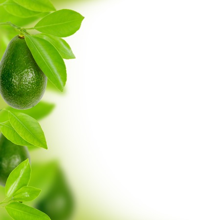 Abstract background made of avocado and leavesの写真素材