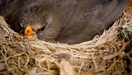 Closeup photo of blackbird sitting in the nestの写真素材