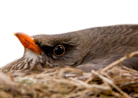 Closeup photo of blackbird sitting in the nest isolated on whiteの写真素材