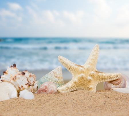 Photo of seashells with sand and ocean background
