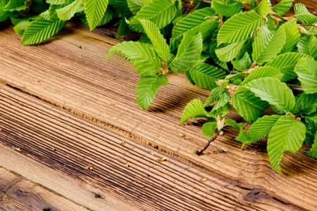 Green leaves on wooden deskの写真素材