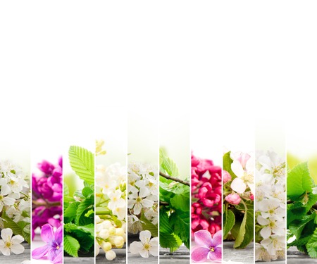 Photo of colorful spring bloom mix slices with white space