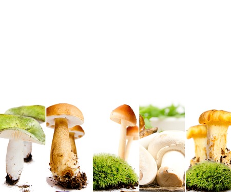 Photo of boletus, russula, champignon and agaric abstract mix stripes; mushroom concept; white space for textの写真素材