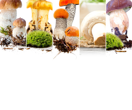 Photo of boletus, field mushroom and chanterelle mix stripes; edible mushroom concept; white space for textの写真素材