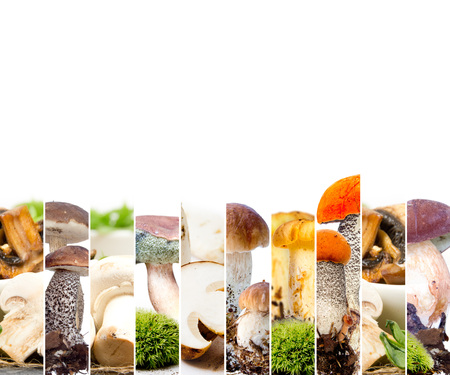 Photo of boletus, field mushroom and chanterelle mix stripes; edible mushroom concept; white space for textの写真素材