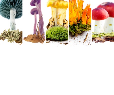 Photo of boletus, russula, chanterelle and fly agaric abstract mix stripes; mushroom concept;...