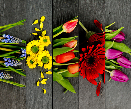 Top view of colorful bloom mix stripes on gray slate surfaceの写真素材