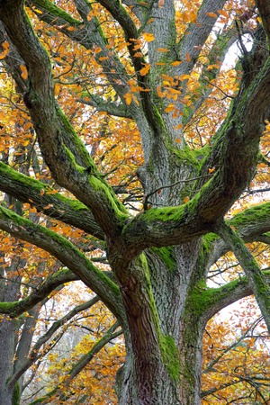 Closeup of old autumn tree with colorful leaves