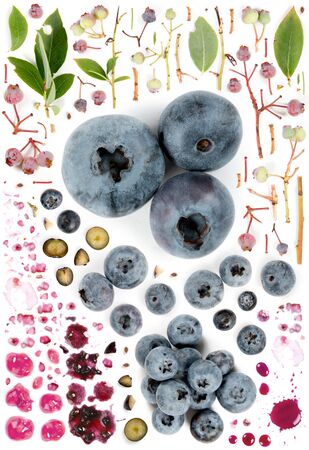 Large collection of blueberry fruit pieces, slices and leaves isolated on whiteの写真素材