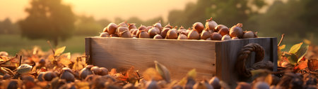 Hazelnuts harvested in a wooden box in a plantation with sunset. Natural organic fruit abundance. Agriculture, healthy and natural food concept. Horizontal composition, banner.の素材