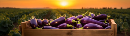 Eggplant harvested in a wooden box with field and sunset in the background. Natural organic fruit abundance. Agriculture, healthy and natural food concept. Horizontal composition, banner.の素材