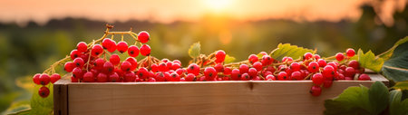 Red currant harvested in a wooden box in a farm with sunset. Natural organic fruit abundance. Agriculture, healthy and natural food concept. Horizontal composition, banner.の素材