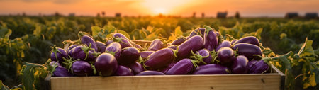 Eggplant harvested in a wooden box with field and sunset in the background. Natural organic fruit abundance. Agriculture, healthy and natural food concept. Horizontal composition, banner.の素材