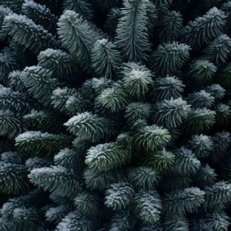 Fir branches covered with frost abstract background. Square composition.の素材