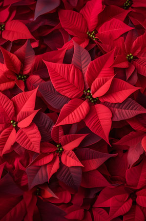 Abstract background with red Poinsettia leaves. Vertical composition.の素材