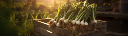 Leeks harvested in a wooden box with field and sunset in the background. Natural organic fruit abundance. Agriculture, healthy and natural food concept. Horizontal composition.の素材