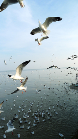 feeding seagulls in the airの写真素材