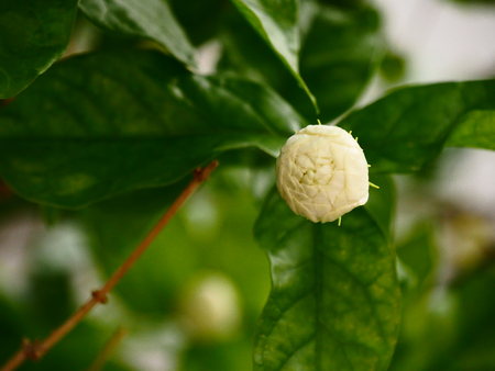 white jasmine in the garden