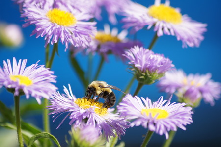 Bumble bee on purple daisy with unique blue backgroundの写真素材