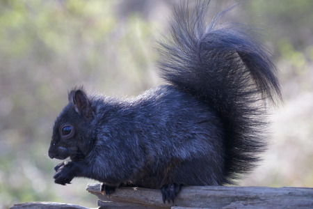 Cute black squirrel eating a peanut の写真素材