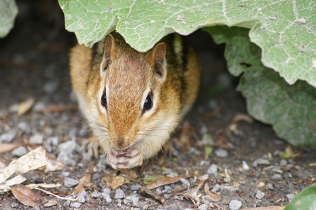 Chipmunk snacking on nuts under leaf の写真素材