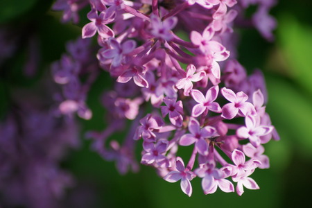 Pretty purple sunlit lilac の写真素材