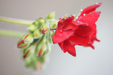 Red geranium with water droplets の写真素材