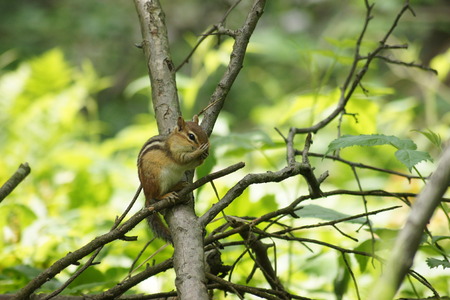 Chipmunk cleaning himself の写真素材