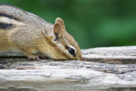 Chipmunk looking for food 