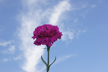 Purple carnation with clouds and sky backgroundの写真素材