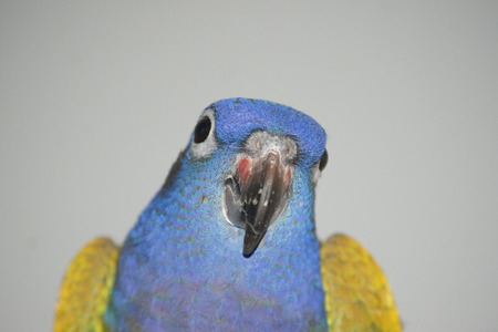 Close up  head shot  of Blue Headed Pionus Parrott